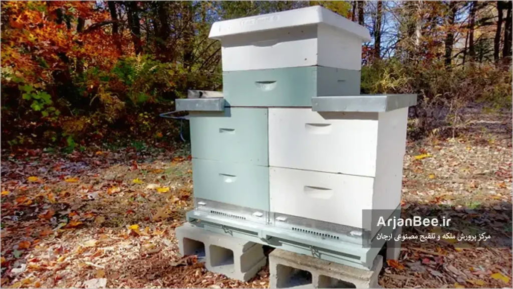 سیستم کلنی دو ملکه‌ ای زنبور عسل