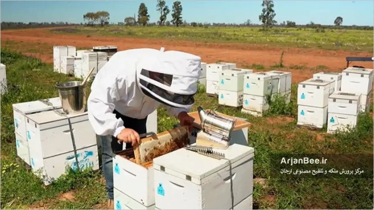 زنبوردار در حال بررسی کندوهای طبقه دار