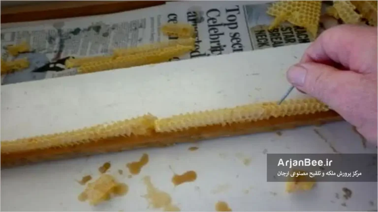 تولید ملکه زنبورعسل به روش موزائیکی