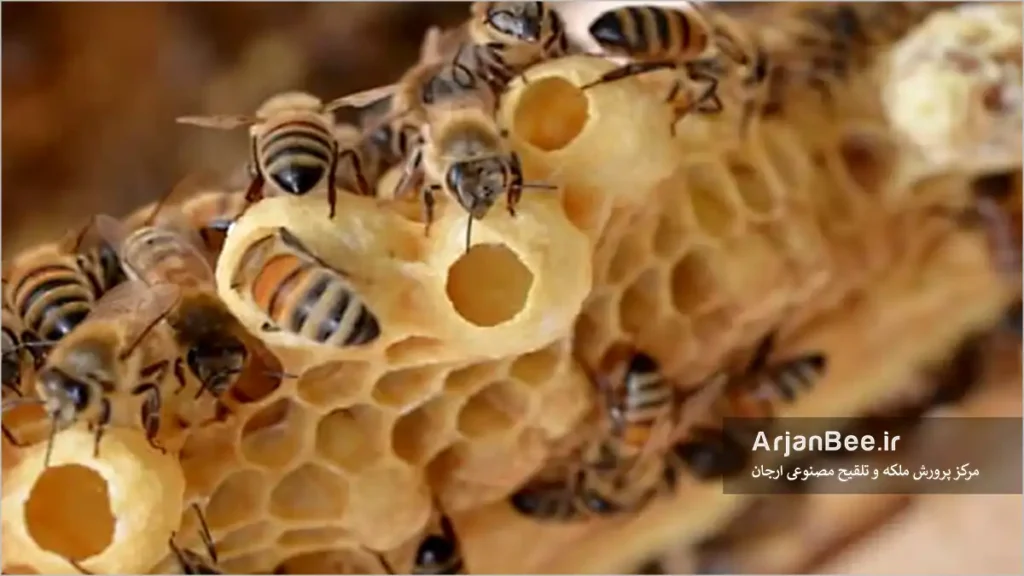 شاخون ملکه زنبور عسل