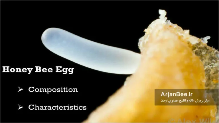 سایز تخم ملکه و تغییرات آن در نتیجه استرس