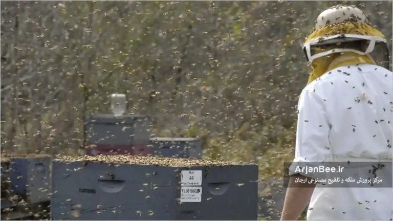 شکل ۱: کلنی‌ها در این زنبورستان در حال یکسان‌سازی هستند (یعنی جمعیت‌ها یکنواخت می‌شوند). باز بودن همزمان بسیاری از کلنی‌ها باعث شد زنبورهای این کلنی‌ها به جنون غارتگری دست بزنند.