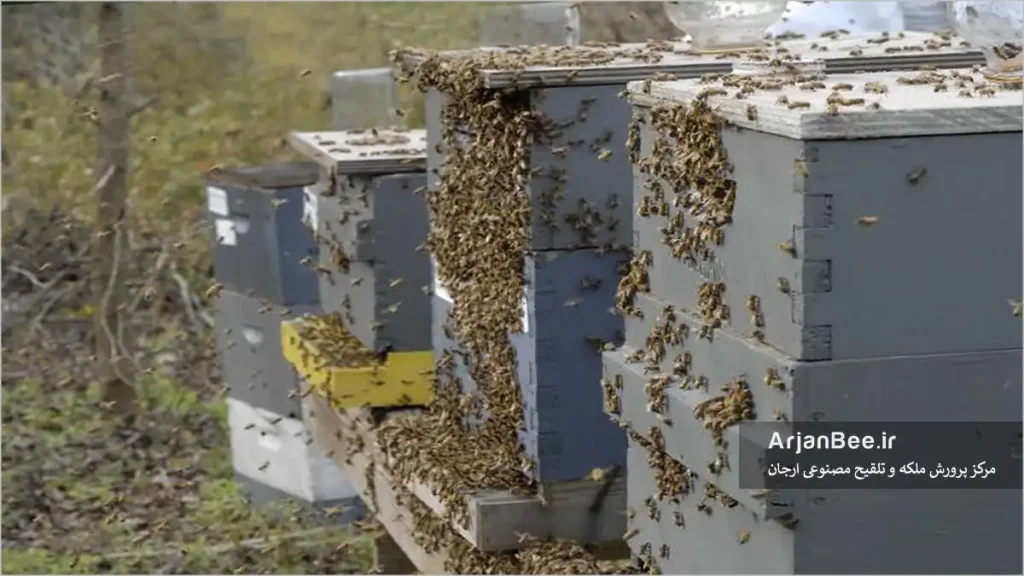 غارت شدن کندوی زنبور عسل
