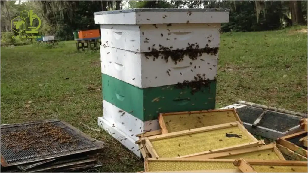 شکل ۳: زنبورها در حال غارت قاب‌های عسل و تجهیزات دیگر پس از برداشت عسل. توجه کنید به تعداد غیرمعمول زنبورهایی که سعی دارند از محل اتصال قاب‌ها به کندو وارد شوند.