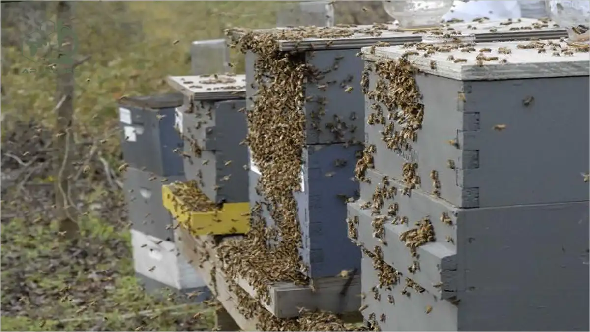 غارت کندو زنبورعسل