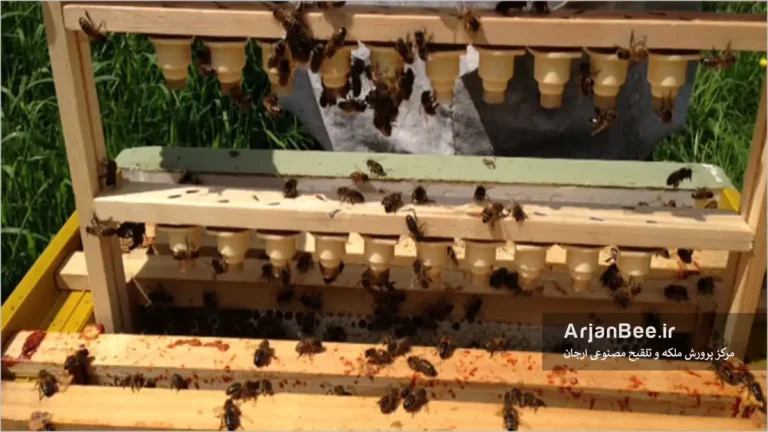تولید ملکه زنبورعسل به روش سوئدی