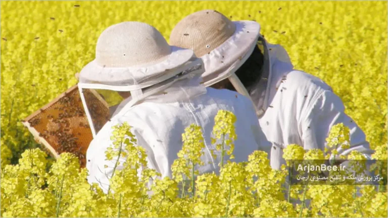 نقش زنبوردار در جلوگیری از گرسنگی کلنی ها