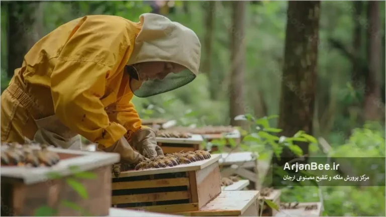 زنبوردار در حال بازدید کندو