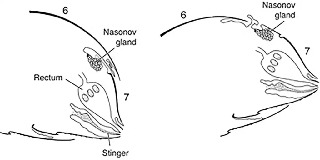 شکل ۱. برش هایی از شکم یک زنبور کارگر: سمت چپ، اندام بویایی در حالت استراحت؛ سمت راست، اندام بویایی در حالت فعال با بالا بردن شکم و خم کردن بخش انتهایی آن. 