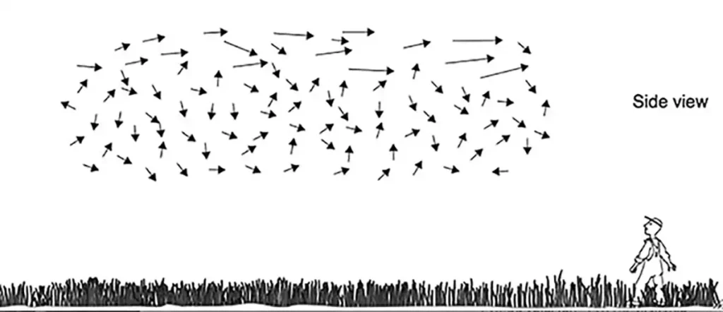 شکل ۲. نمای شماتیک الگوی پرواز زنبورها در یک دسته در حال حرکت به سمت راست. “لیندائر” گزارش کرد که زنبورهای استریکر عمدتاً در بالای ابر دسته زنبورها مشاهده میشوند. 