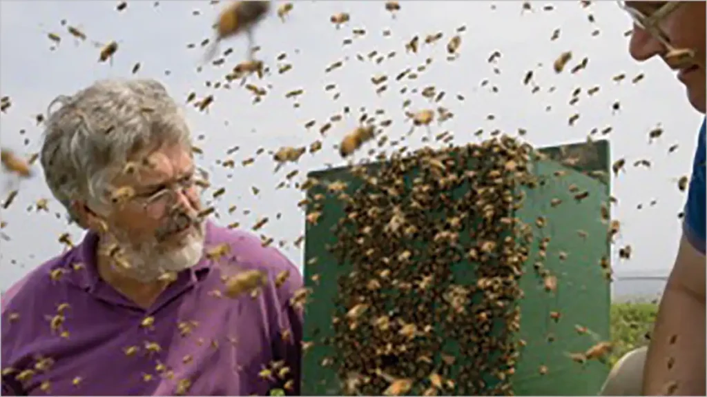 شکل ۳. کرک ویچر (چپ) و تام سیلی در سال ۲۰۰۶، در حال مشاهده یک دسته آزمایشی که به سمت کندوی طعمه در جزیره اَپلِدور در ایالت مِین حرکت میکند. (عکس از پیتر اِسیک) 