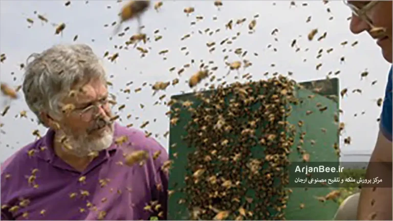 کرک ویچر (چپ) و تام سیلی در سال ۲۰۰۶، در حال مشاهده یک دسته آزمایشی که به سمت کندوی طعمه در جزیره اَپلِدور در ایالت مِین حرکت میکند. (عکس از پیتر اِسیک)