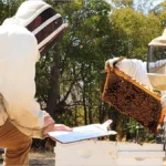 رکوردگیری و ارزيابي عملكرد ملکه و کلنی های زنبورعسل