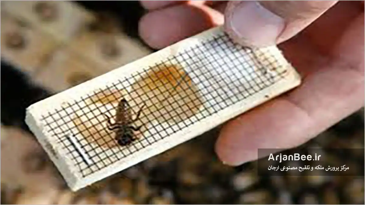 قفس های معرفی ملکه زنبور عسل