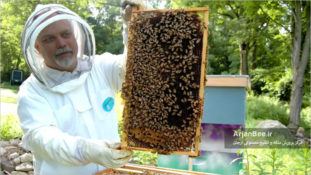 بهگزینی در زنبورداری