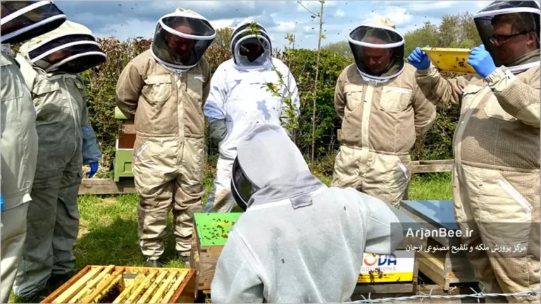 تحقیقات در بهگزینی در زنبور عسل