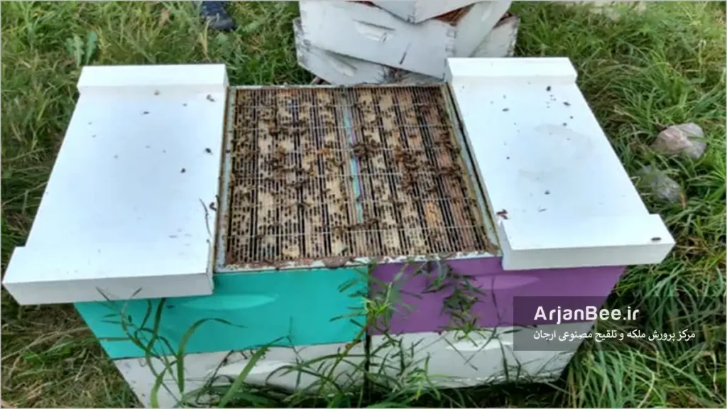 چند ملکه کردن کندو