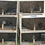 زنبورهای بسته بندی یا زنبور پاکتی