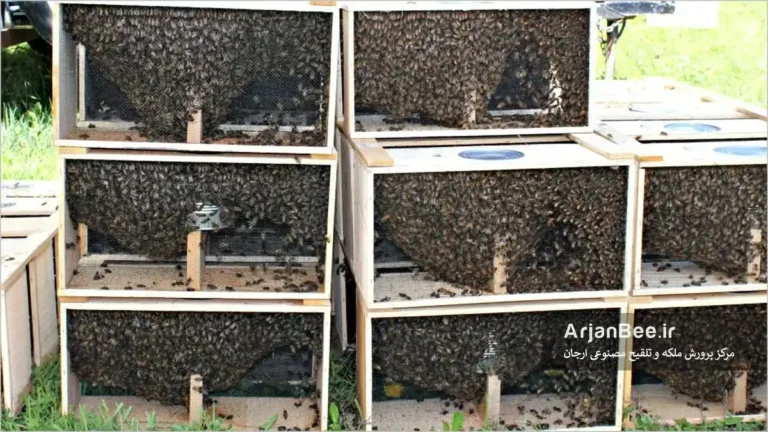 زنبورهای بسته بندی یا زنبور پاکتی