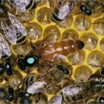 ملکه زنبور عسل