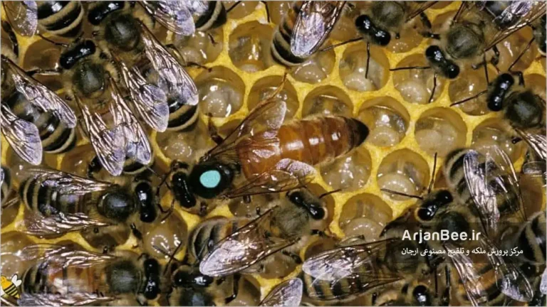 ملکه زنبور عسل