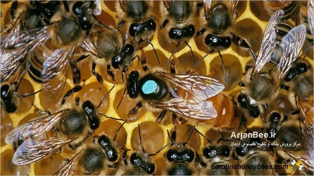 ملکه زنبور عسل علامتگذاری شده