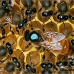 راهنمای کامل علامت گذاری ملکه زنبور عسل 4 ملکه زنبور عسل علامتگذاری شده