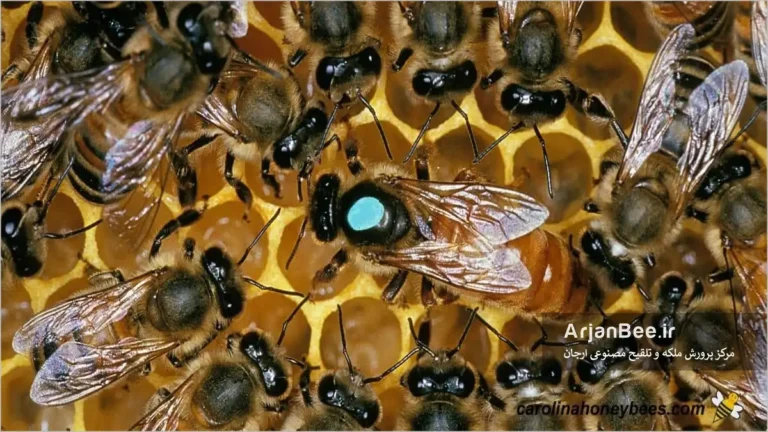 ملکه زنبور عسل علامتگذاری شده