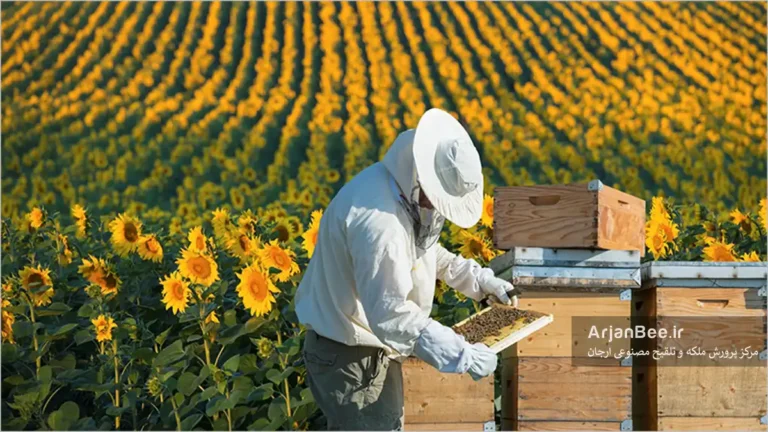 استقرار زنبورستان بر روی مزرعه آفتابگردان