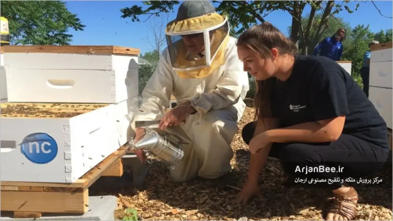 بازدید و بررسی کندوی عسل