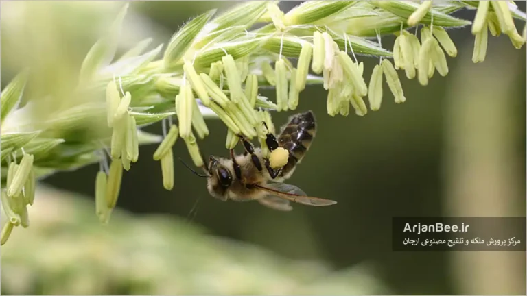 جذابیت ذرت برای زنبور عسل