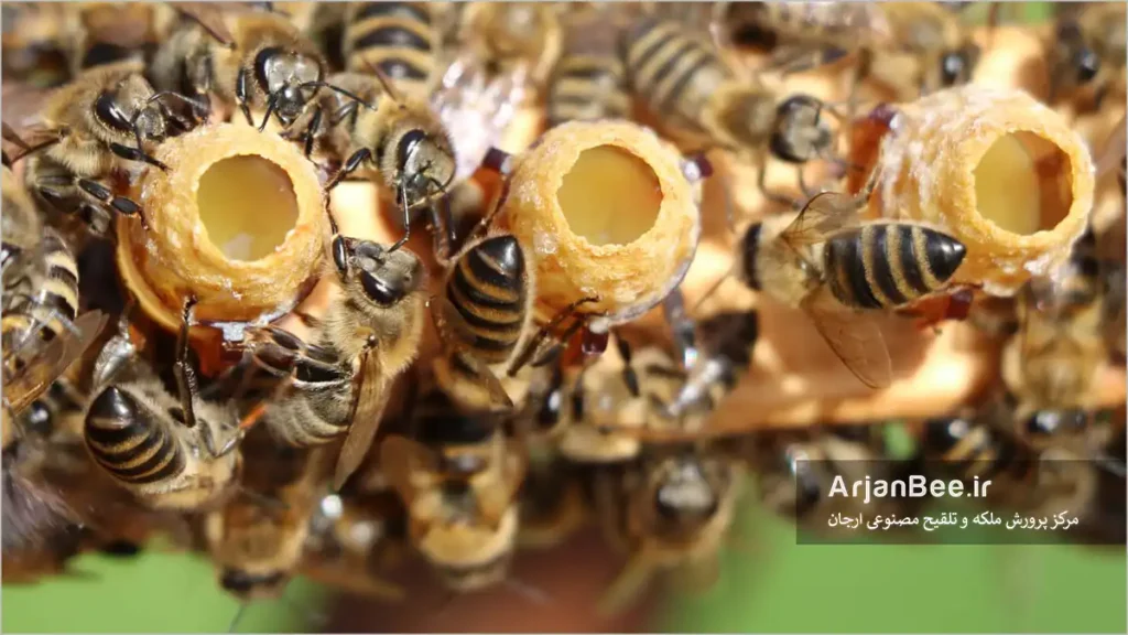 پرورش ملکه زنبور عسل