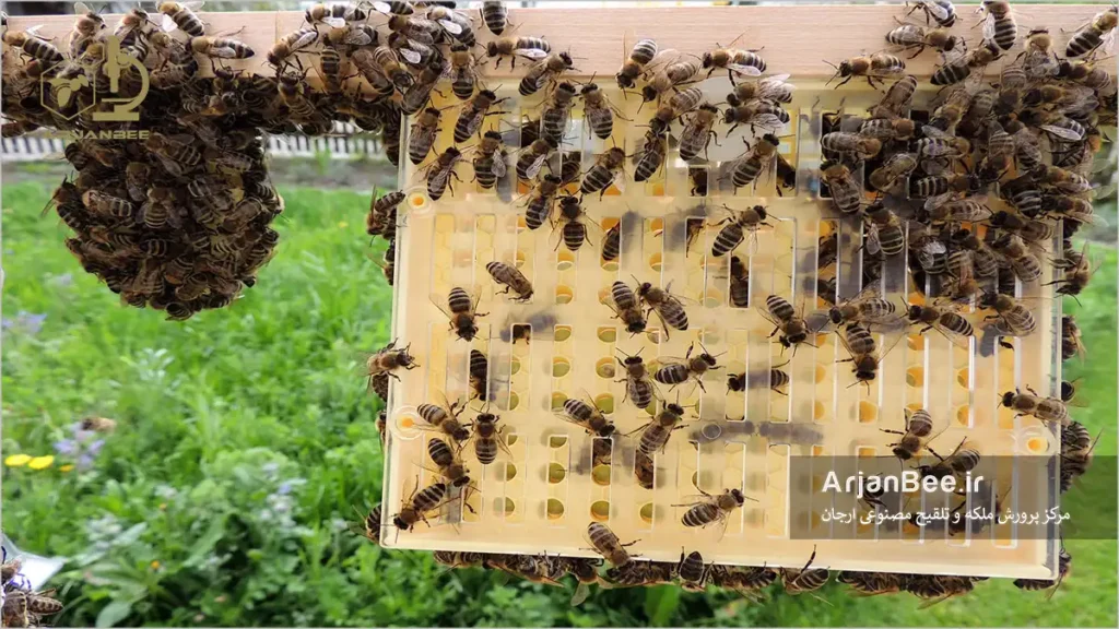 پرورش ملکه با استفاده از دستگاه جنتر یا کوپولارو