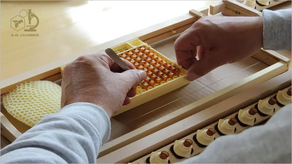 پرورش ملکه با استفاده از دستگاه جنتر یا کوپولارو