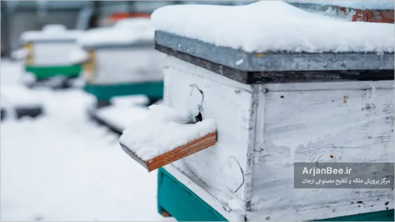 زمستان گذرانی زنبور عسل