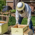 انتقال و مستقر کردن زنبورهای بسته ای