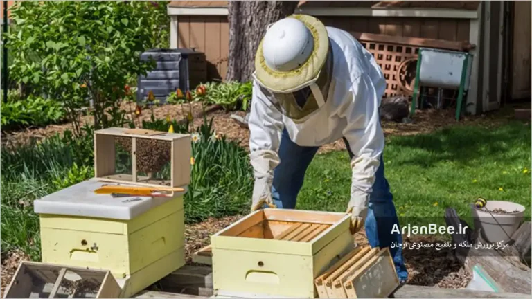 انتقال و مستقر کردن زنبورهای بسته ای