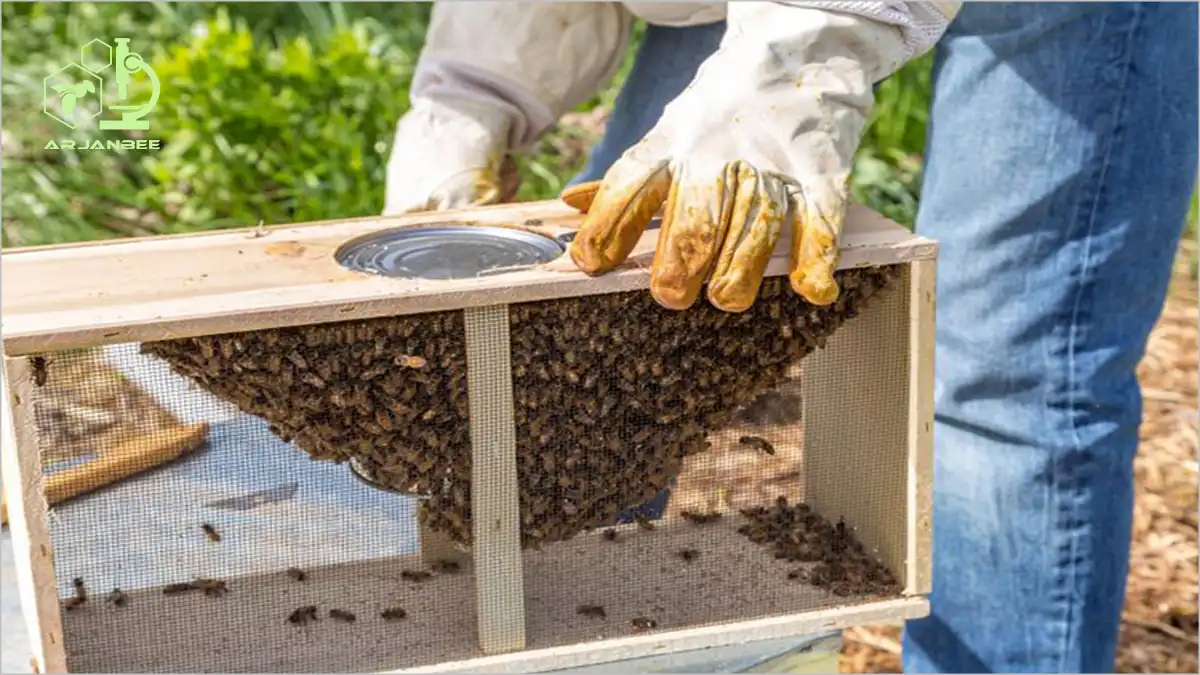 استقرار پکیج زنبورها