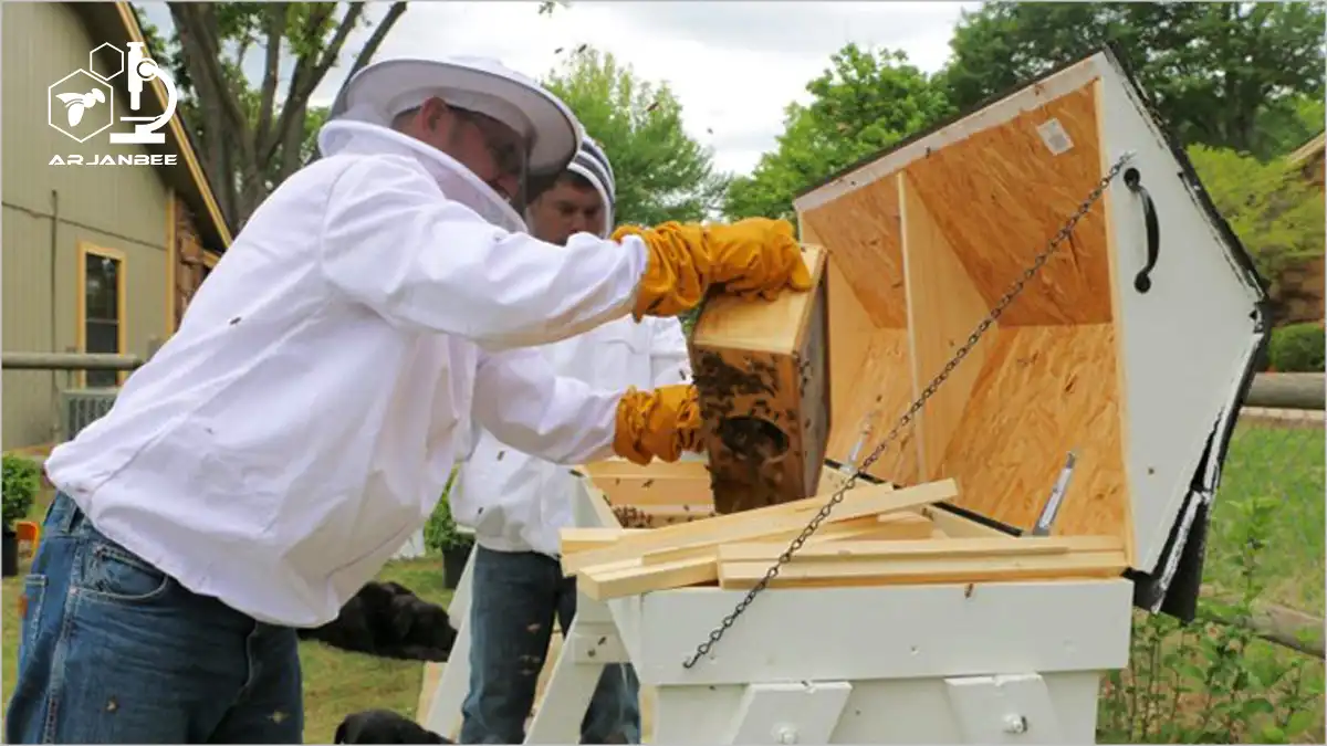 نحوه استقرار پکیج زنبورها در کندوی میله بالا top bar beehive