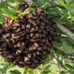 بچه زنبور عسل