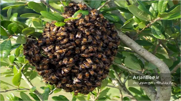 بچه دهی زنبور عسل و مستقر شدن بر روی درخت
