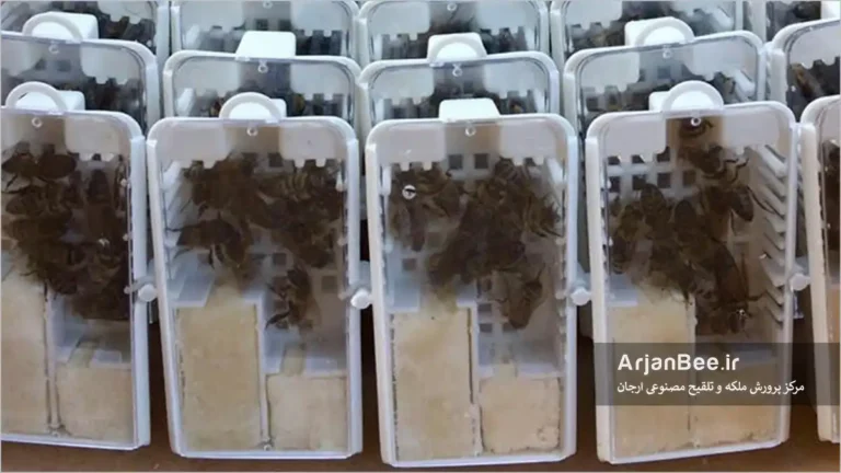 خرید ملکه زنبور عسل