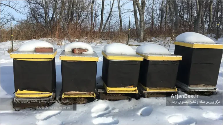 زمستان گذرانی سالم کلنی‌های زنبورعسل