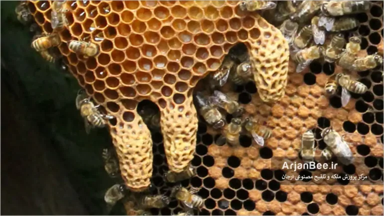 تولید شاخون توسط کلنی