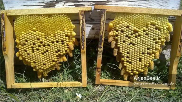 روش میلر Miller ( برش مثلثی ) برای تولید ملکه