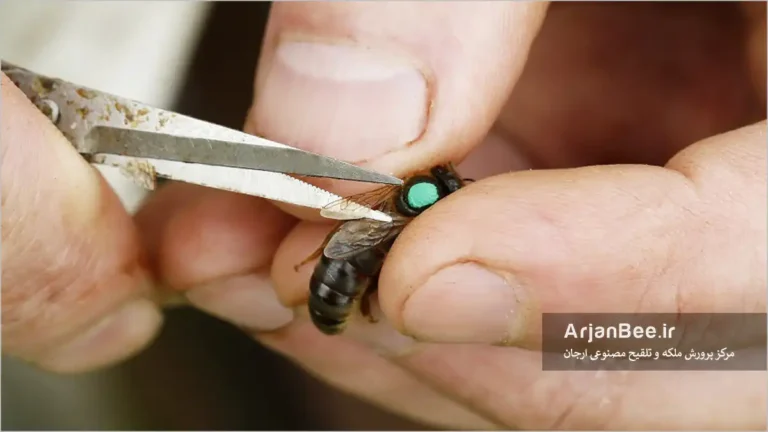 قیچی کردن بال ملکه زنبور عسل