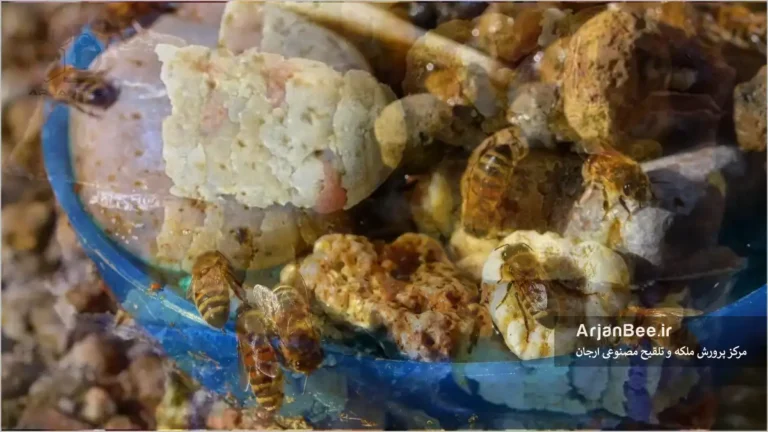 تامین نياز زنبور عسل به نمك ( سديم )