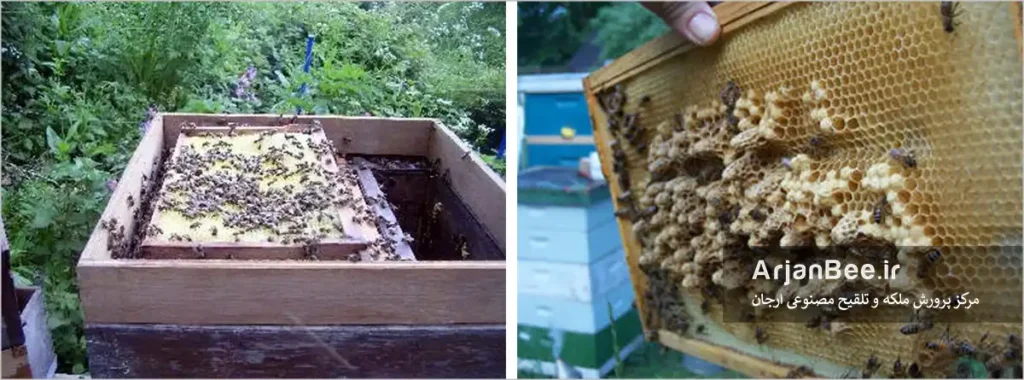 پرورش ملکه با روش هاپکینز