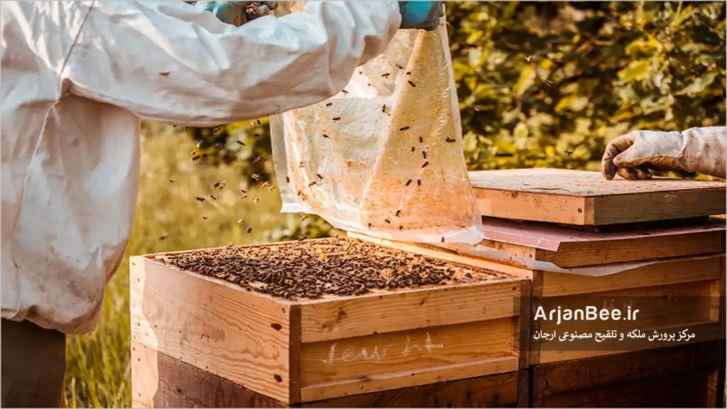 روش دو ملکه ای کردن کلنی