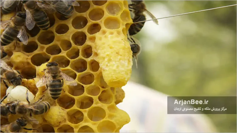 روش‌های تولید ملکه در صنعت زنبورداری